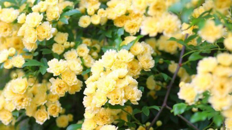 4种花养了就爆盆,沾土就能活,开花就爆盆,不易生病好养护