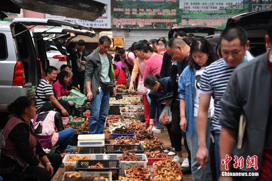 野生菌|办公室长野生菌,2.8亿网友围观!专家:有毒!别吃!