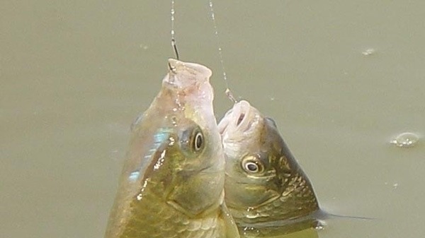 下面3种情况,钓鲫鱼是不能钓底的;不信的话,你可以试试