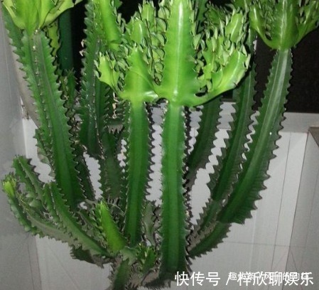 这3种绿植好看又耐活,寓意“招财接福”,养在家里还能“镇宅”