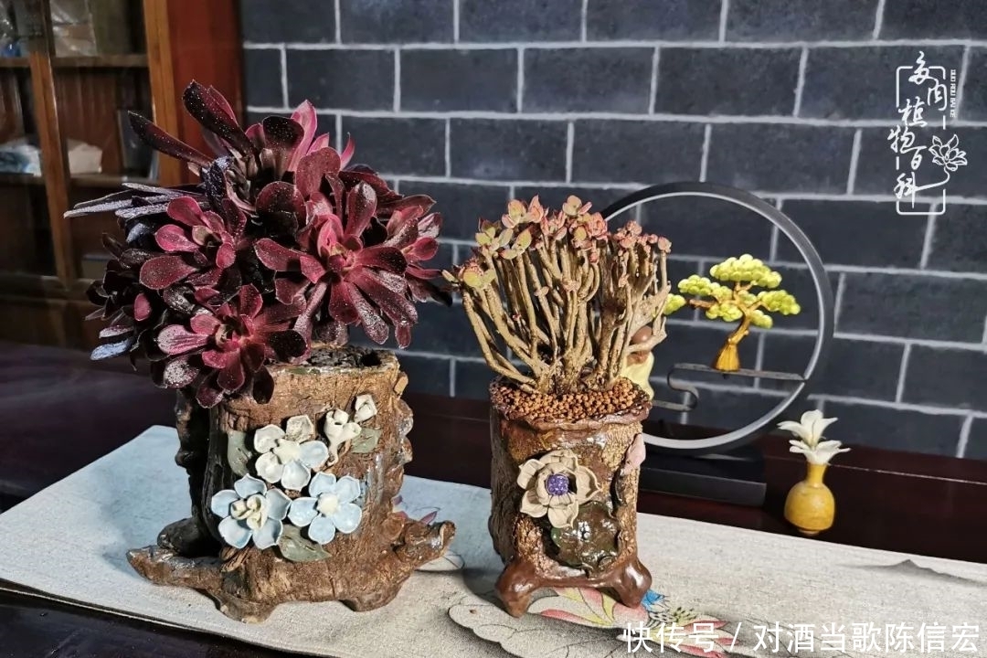 多肉桃花源:别人笑我太疯癫,我笑他人看不穿!