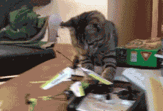 |搞笑动图:猫爪乱舞,别以为我好欺负!