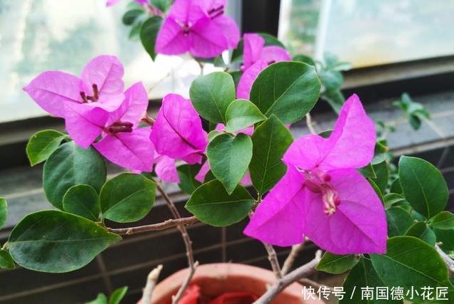 三角梅|喜欢养三角梅，不要错过此6个品种，开花真的太勤了