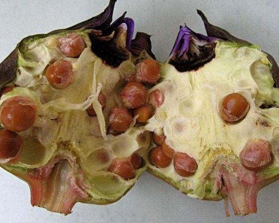 农村|大爷街头卖奇怪野果，长相似鸡头全是刺，识货人一斤40元全买走