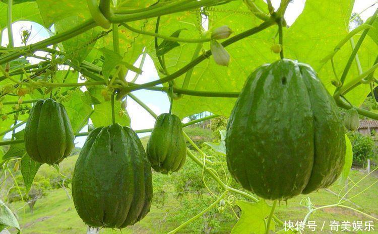 女人|女人不愿老太快,要学会吃3种食物,营养丰富,排毒瘦身,试试看