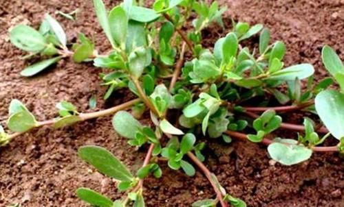 秋天|中年人养生,秋天必备好食物,杀菌强身,抵抗病毒感染,肌肤细腻