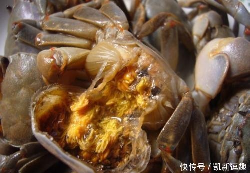 纯天然|芦苇底下的纯天然食物,营养价值高非常稀有,一个技巧就能抓到