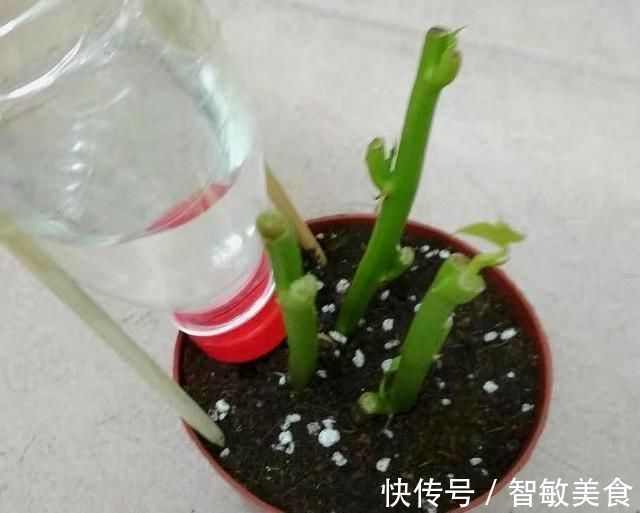 用途|一个小小矿泉水瓶,不但能种花,还可以做扦插,用途原来这么多