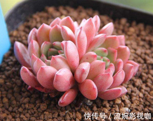 君子兰肥|君子兰肥到流油,长寿花开不断,原来他用了这个小方法!