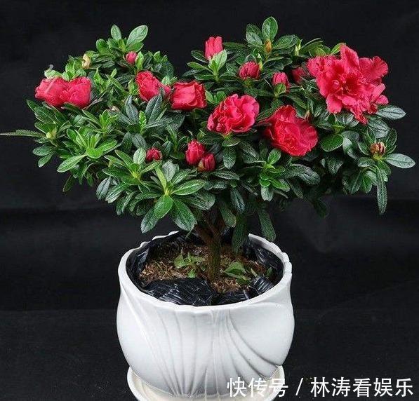 养分|杜鹃花谢后,咔咔“剃光头”,来年开花量,多了好几倍