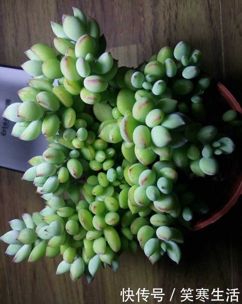 达摩福娘|这“三多肉”入冬就开挂，叶片自带“香气”，遇水疯长憋成小老桩