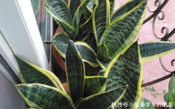 2种花再贵也值得买，在家放一盆，净化空气除甲醛，好看又好养！