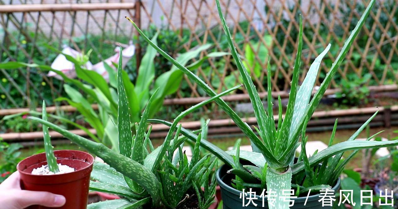 芦荟有什么用途?养护存在哪些方法技巧?