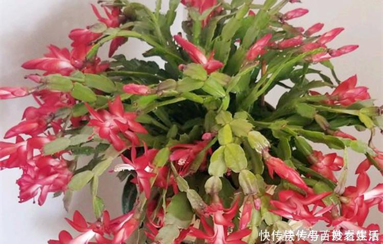 蟹爪兰叶子|蟹爪兰叶子“打焉”，用这个“小方法”，叶片肥厚，长势更旺