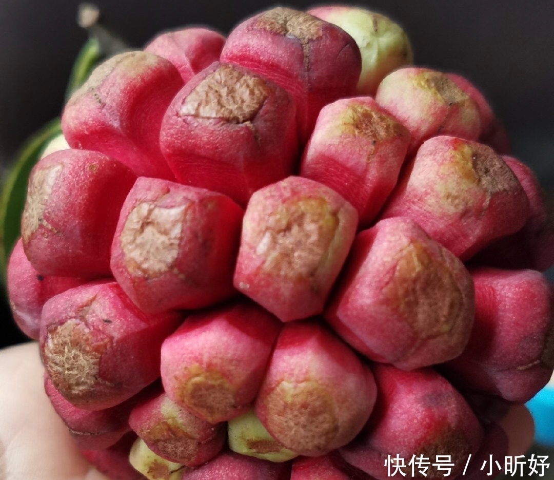 真的|海贼王里面恶魔果实，现实中真的存在？ 超市就买得到128元一个