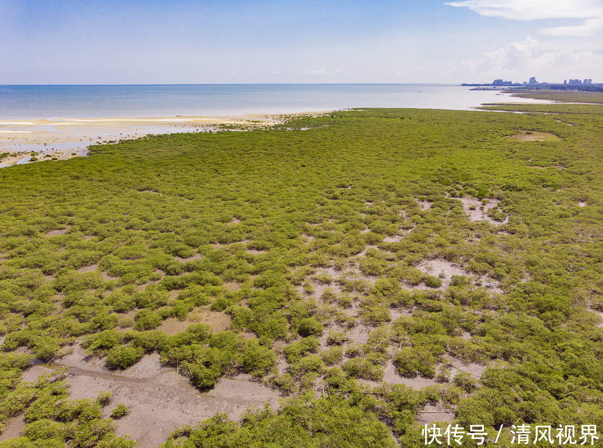 广西壮族自治区人民政府|美丽的“海上森林”，中国十大魅力湿地之一，北海金海湾红树林