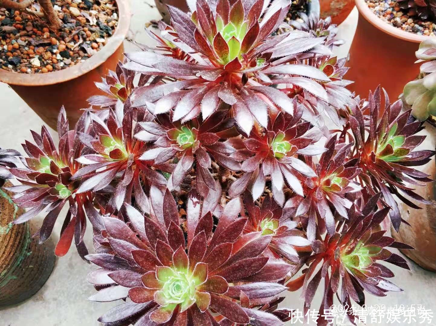 夏天|养多肉7年,我的多肉夏天基本不会出现黑腐,来看看是怎么做到的