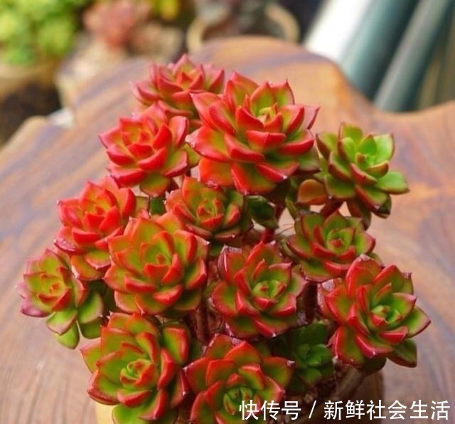 养多肉,就养这“6盆”,越长越肥,颜色越来越好看,太美了!