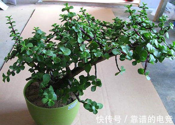 玉树不用施肥，对着枝叶3天喷洒一次尿，1月蹭蹭长成老桩