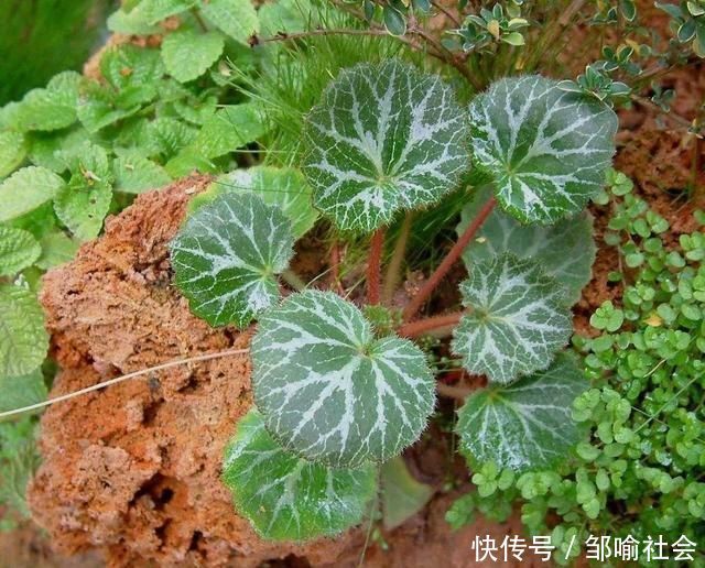 有种小野草能开花，盆植无光也能活，可爱却很霸气