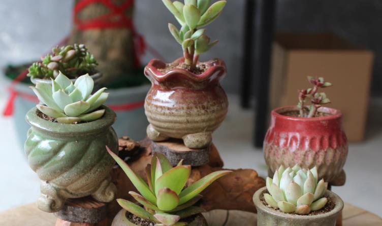 养殖|想给多肉提升颜值？挑选花盆注意这3细节，盆栽美美哒
