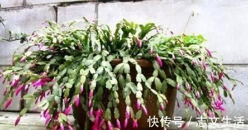 结板|盆土变硬如“石头”,不用换盆,浇这“2种水”,比新土还松软