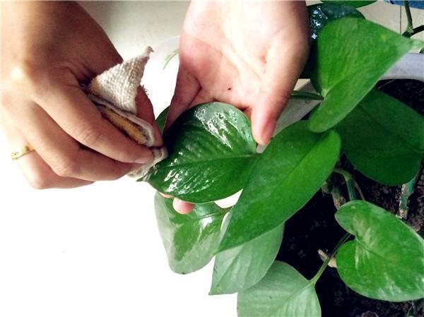 给花浇水时加点它,叶子油绿开花猛,比啥肥料都管用