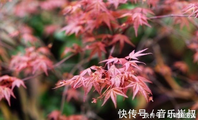 枫树|5种花扔外头,越下雨开得越好,超漂亮!5种花扔外头,越下雨开得越好,超漂亮!