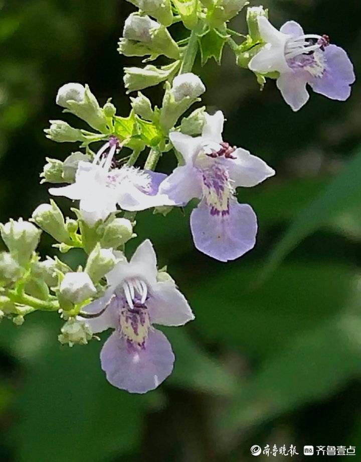 荆条|荆条开出紫色小花，清雅靓丽满枝头