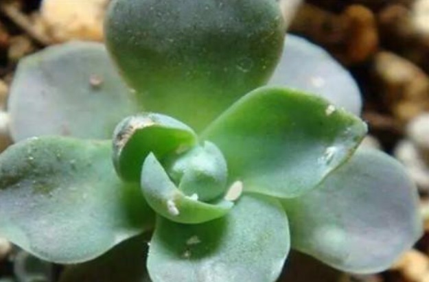 蚧壳虫|蚧壳虫身披“蜡质壳”,养花遇到很烦人,记住这几招,全部都消灭