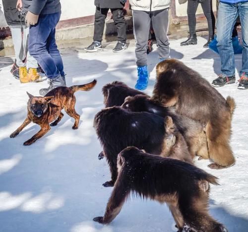【新闻纪实】津门网李豫龙:峨眉“冬韵”