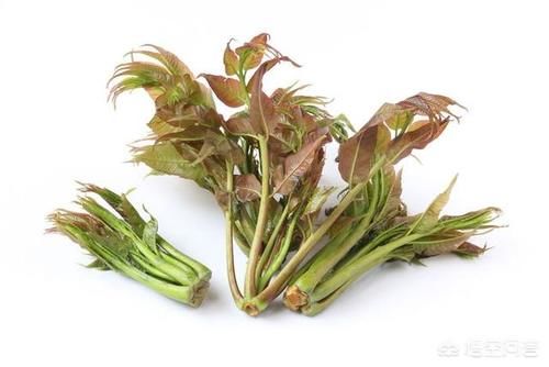 香椿有什么营养价值?怎么做又能锁住营养又好吃?