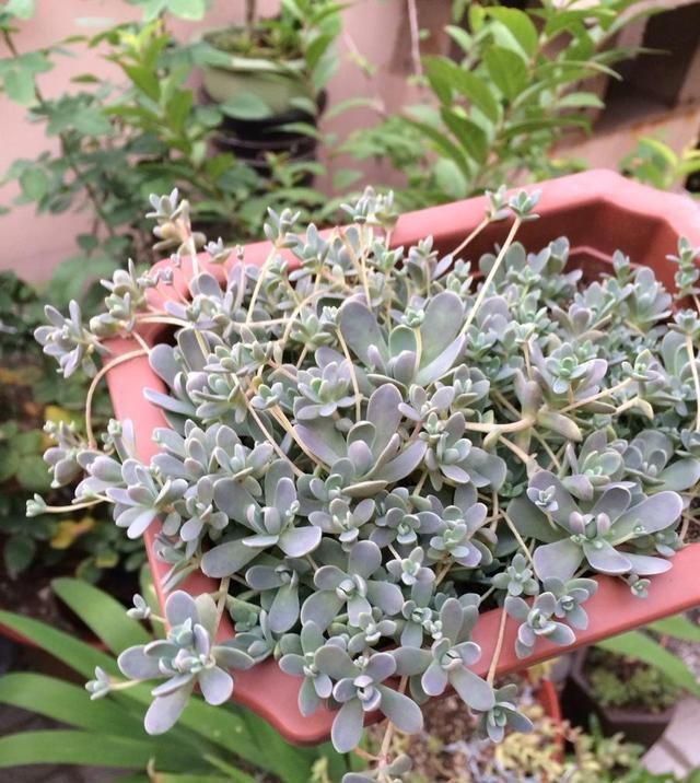 子持年华|一年的时间就爆盆,这个生长能力还有谁,除了它