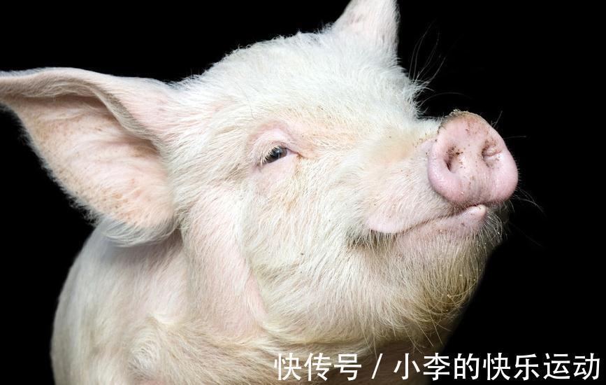 猪感冒|如何鉴别猪流感与猪感冒,他们的区别在哪里,养殖户们分得清吗