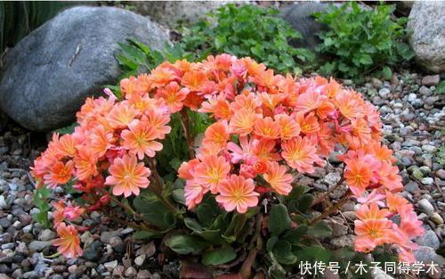 3种漂亮花,好养好看花期长,新手越养越上瘾,是阳台盆栽佳品!