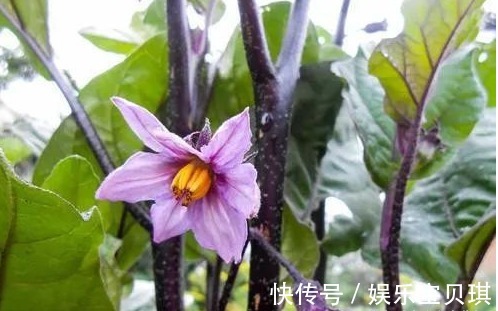 细末|一颗小茄子，养生大功效！茄子的13个顶级妙用，13种疾病皆可治！