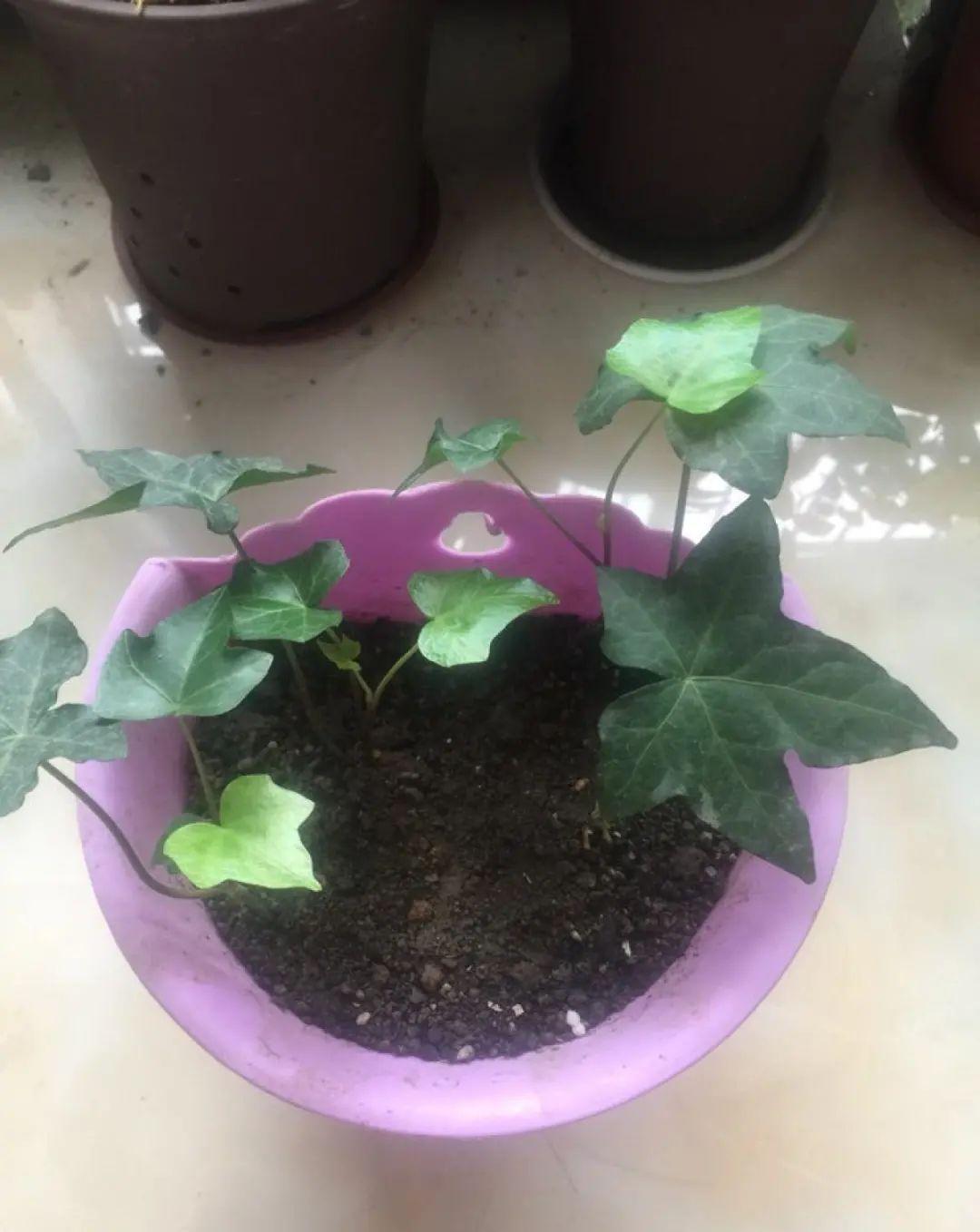 这几种花，要是秋天不扦插，错过就等1年