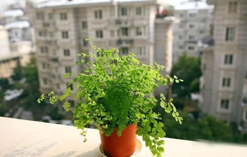 浇水|痴迷养花不要错过这“5款”,漂亮好养又杀菌除尘,让人待得舒服