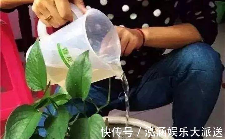 浇花|营养水家家都能做,不花一分钱,给花浇点就爆盆!