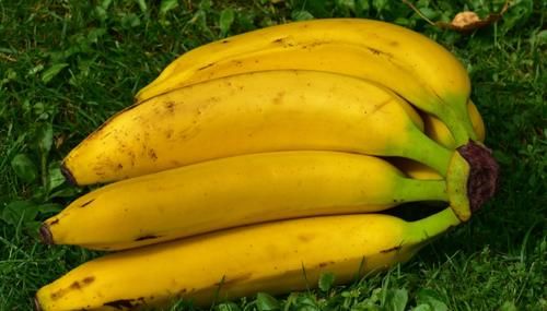 老花匠：用这3样泡水浇花，养根很管用！