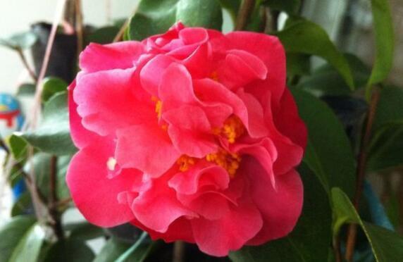 花特|这花养家里,开花特漂亮,轻松爆盆,懒人新手都能养好