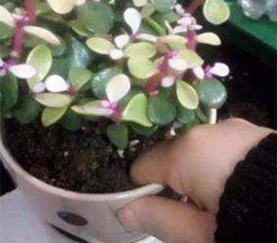 养花别再浇水，花都淹死了！老花匠教你们几招，养什么花都爆盆