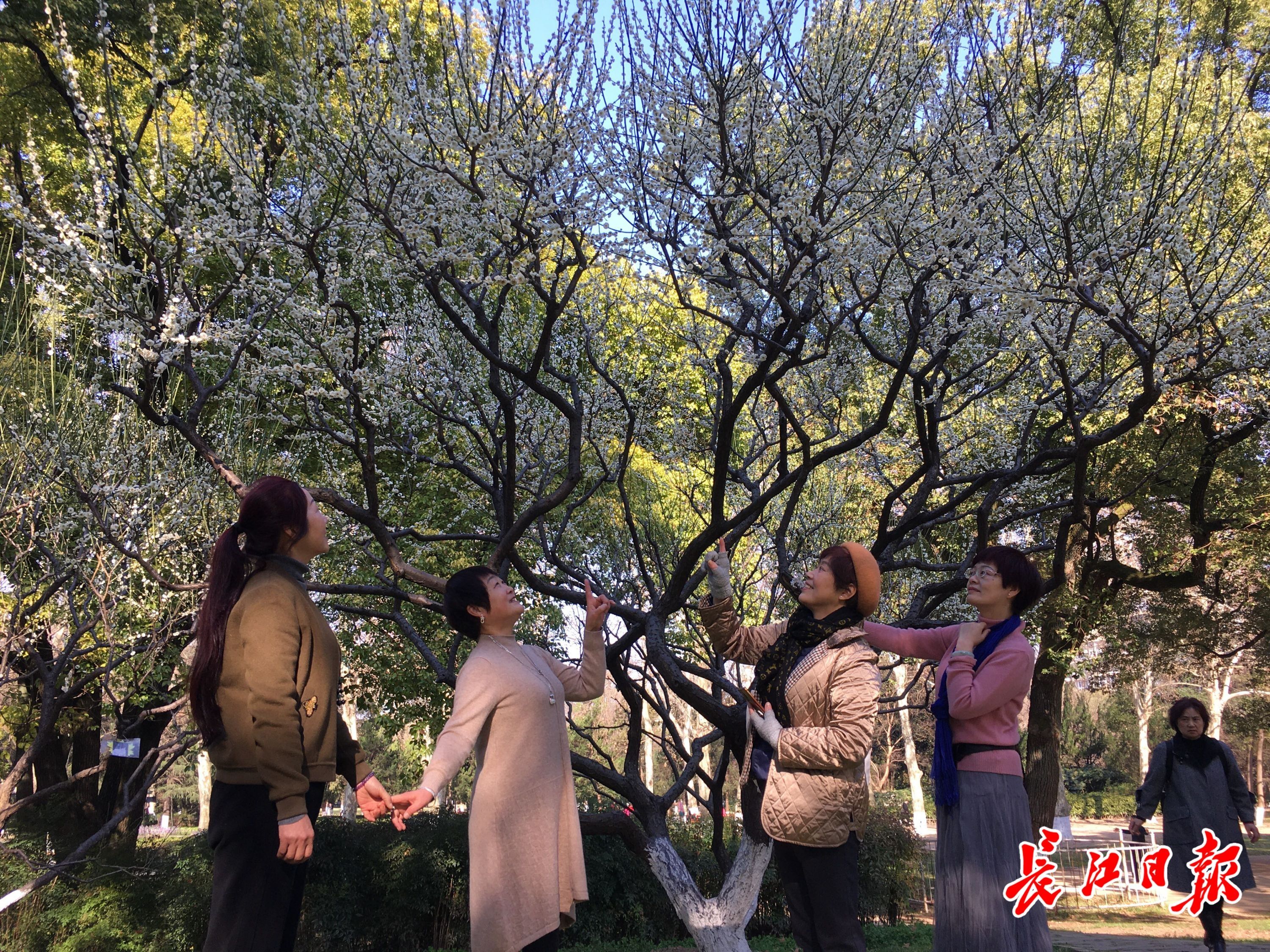 老年|梅花、早樱、玉兰、郁金香，武汉公园里百花齐放，你赏花了吗？