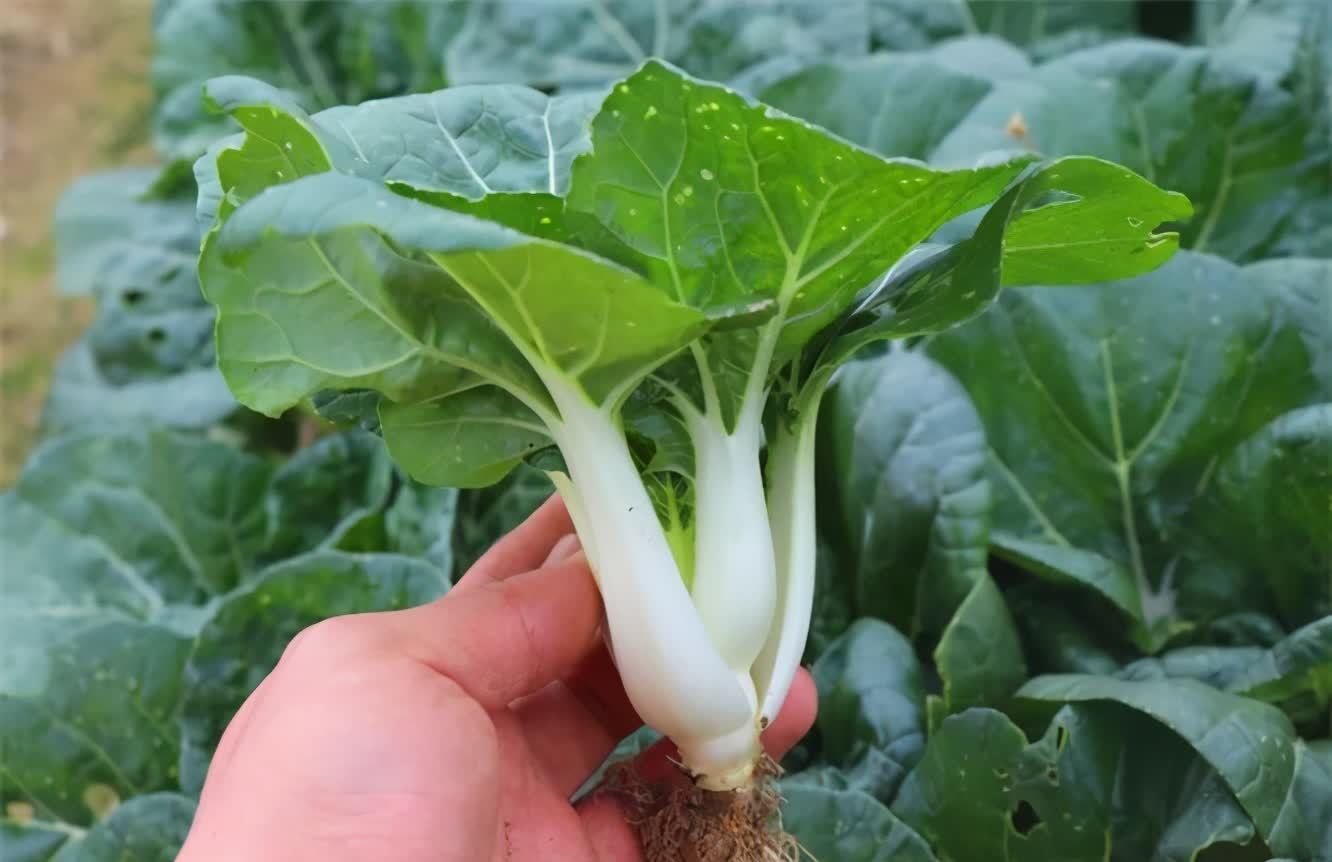 上海青|女性推薦多吃3種食物,淡化色斑,美白肌膚,增強免疫力