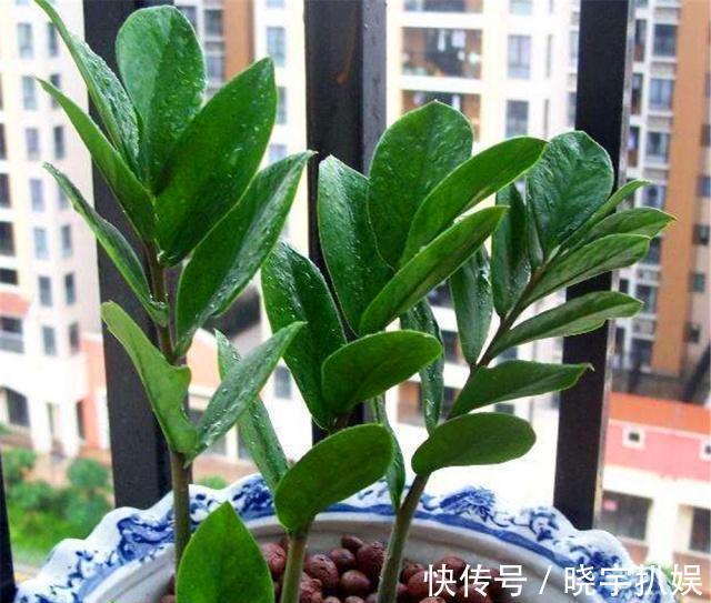 有3种“耐阴树”很好养,掐片叶子“铺”盆里,30天长成小绿树!