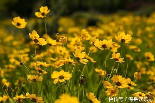 惊艳！这处百花齐放的花海师生全免费！这个暑假就约起！