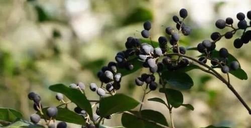 芥子油甙|女性脸色不好，平时吃的食物，促进消化，排毒润肠，肌肤不老