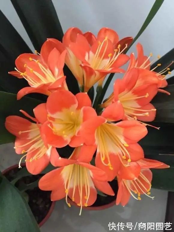 ?君子兰不开花，“神仙水”喷一喷，开出20朵？典型智商税