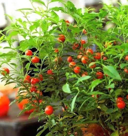 家里种此个果树，养眼好打理，全株都能药用，观赏价值极强