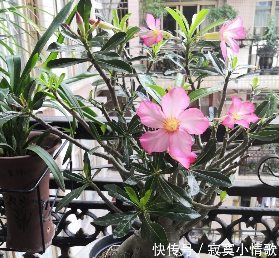 花芽|带大肚子的沙漠玫瑰,养护多注意这5点,霸气镇宅,开花比月季美